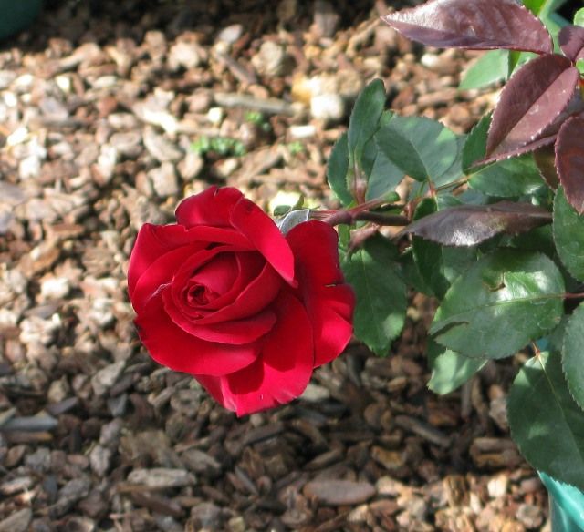  photo OhMyatfarmsupplyfloribIMG_0668_zps36eb14bd.jpg